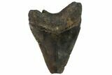 Bargain, Fossil Megalodon Tooth - North Carolina #91674-1